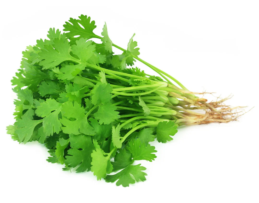 Coriander (हरा धनिया)